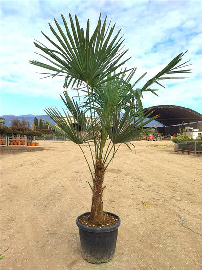 Trachycarpus fortunei humilis