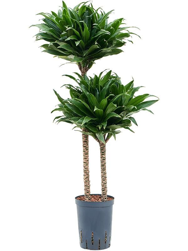 Drachenbaum - Dracaena Fragrans Compacta