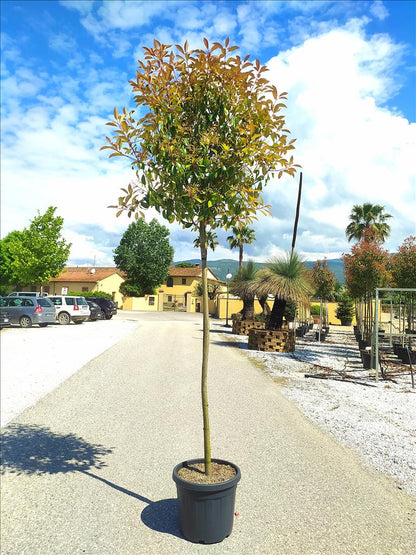 Photinia X Fraseri ‘Red Robin’