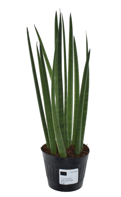 Bogenhanf - Sansevieria Cylindrica Bacularis