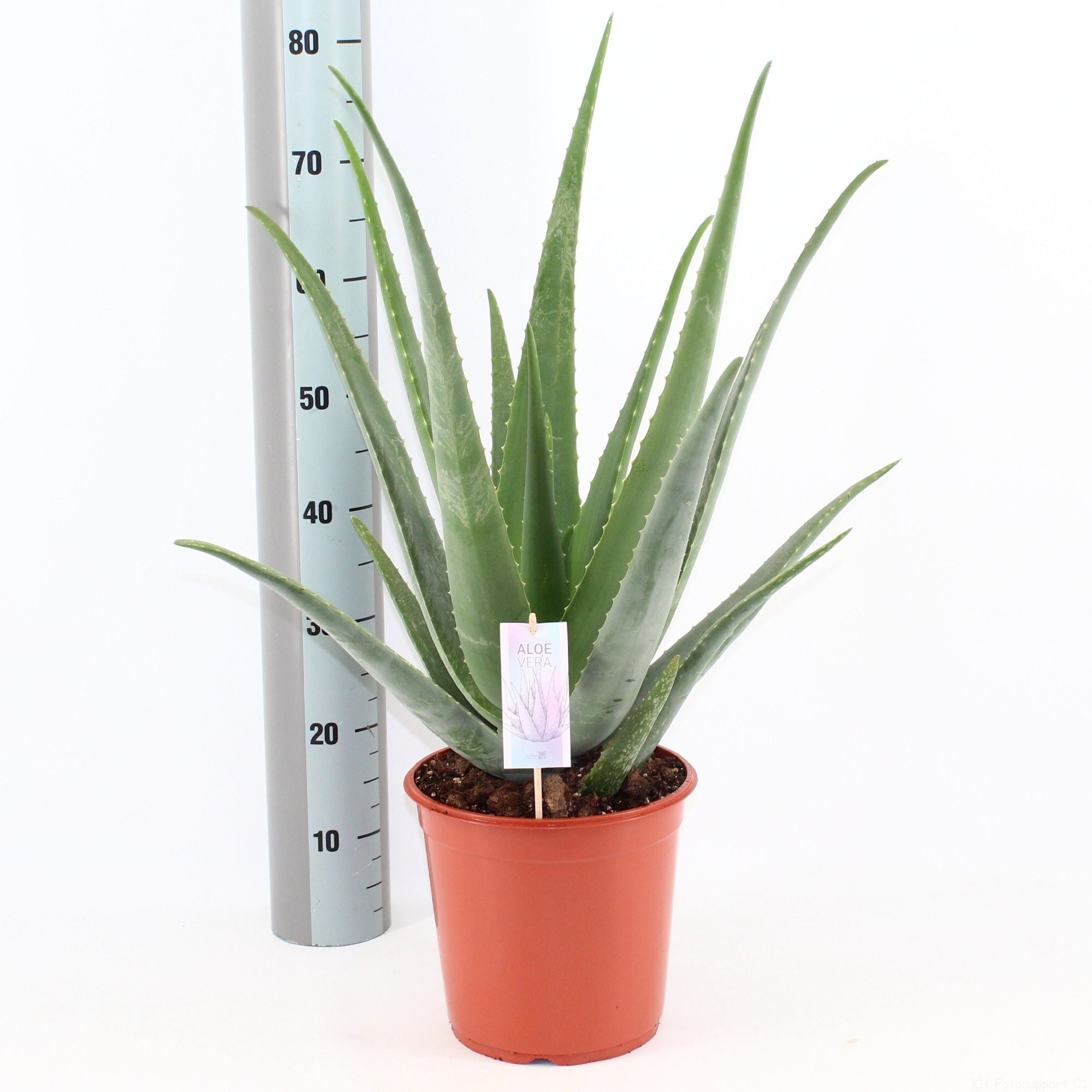 Echte Aloe - Aloe Vera
