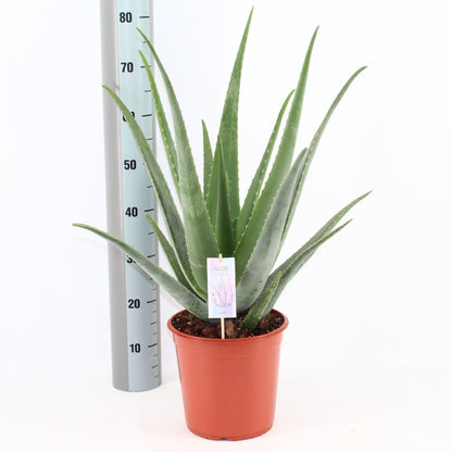 Echte Aloe - Aloe Vera