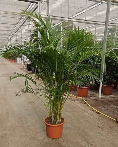 Goldfruchtpalme - Dypsis Lutescens