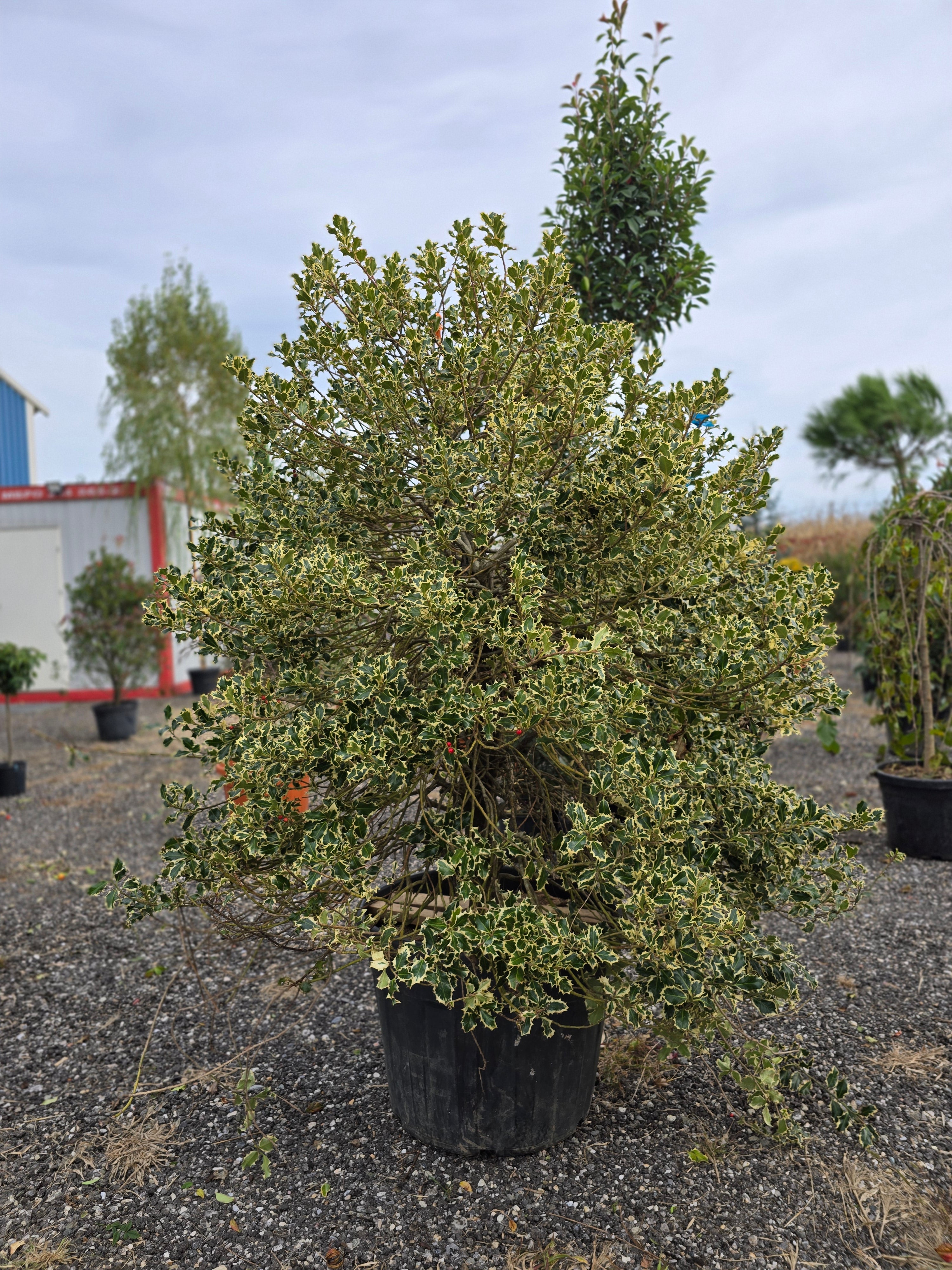 Ilex Aquifolium Argenteovariegata