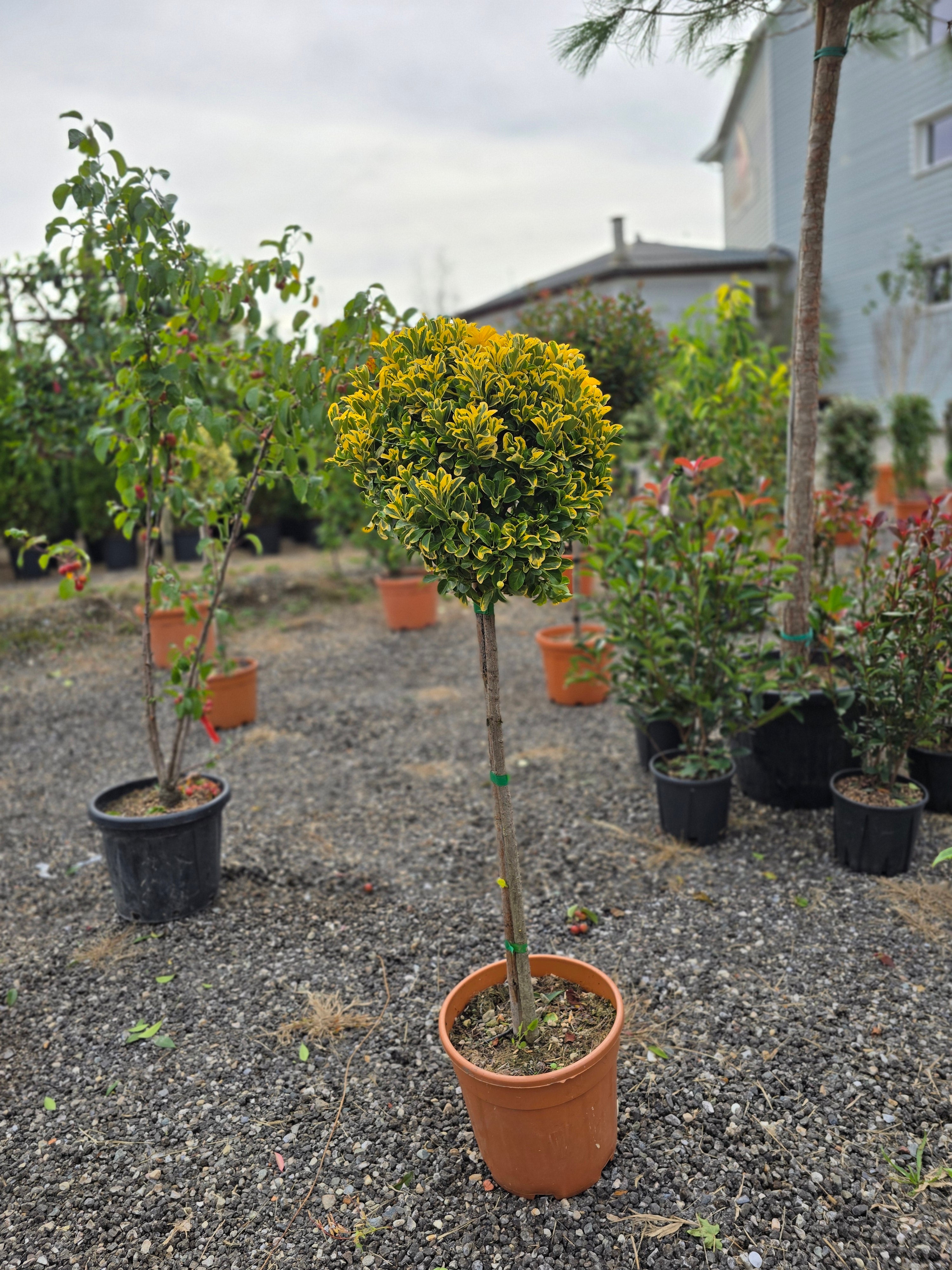 Euonymus Japonicus ‘Elegantissimus Aureus’