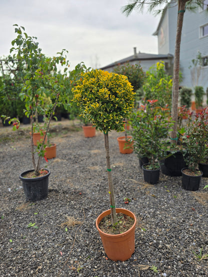 Euonymus Japonicus ‘Elegantissimus Aureus’