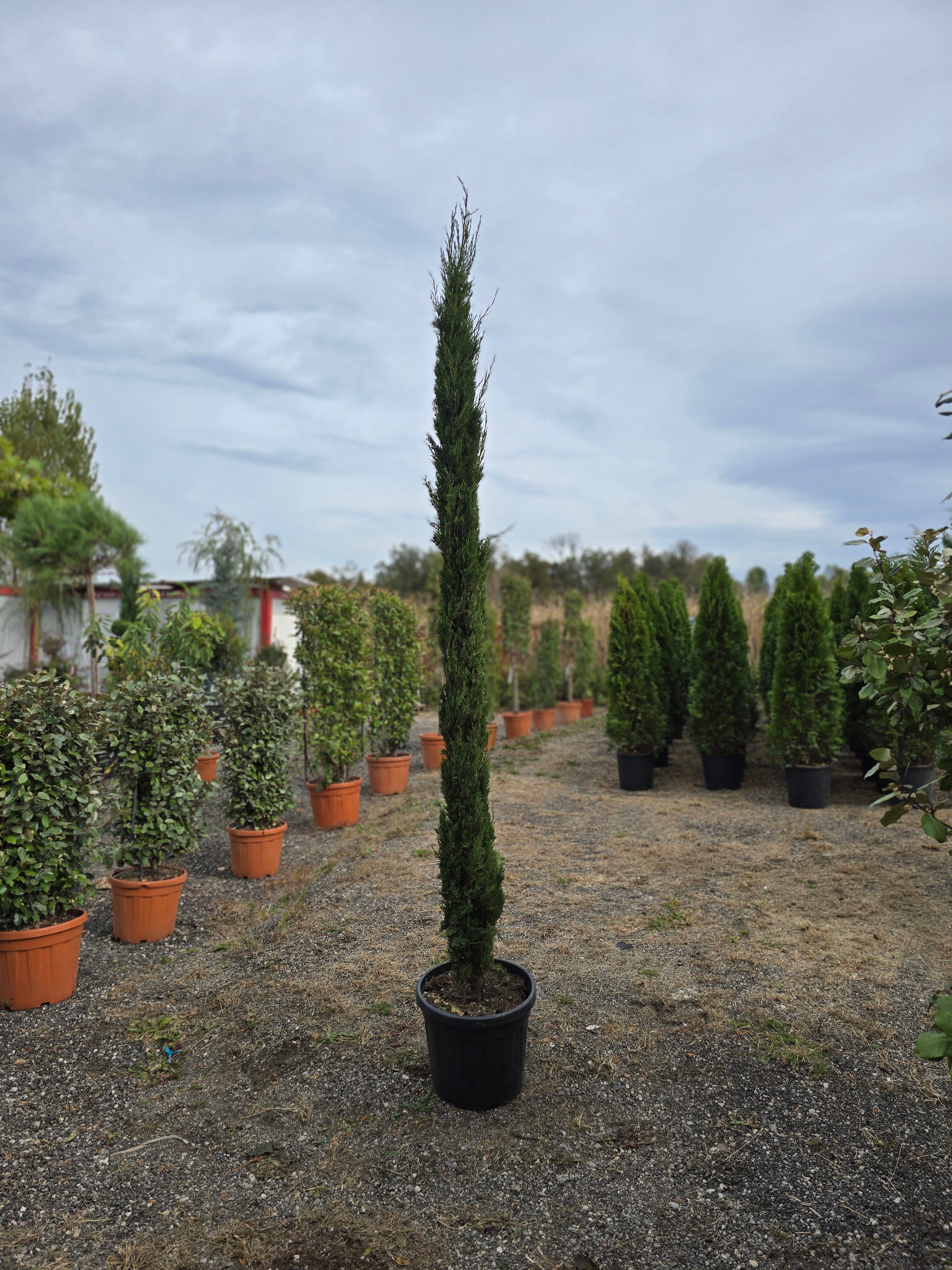 Cupressus Sempervirens