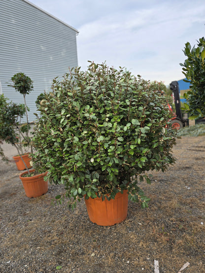 Elaeagnus Ebbingei Compacta