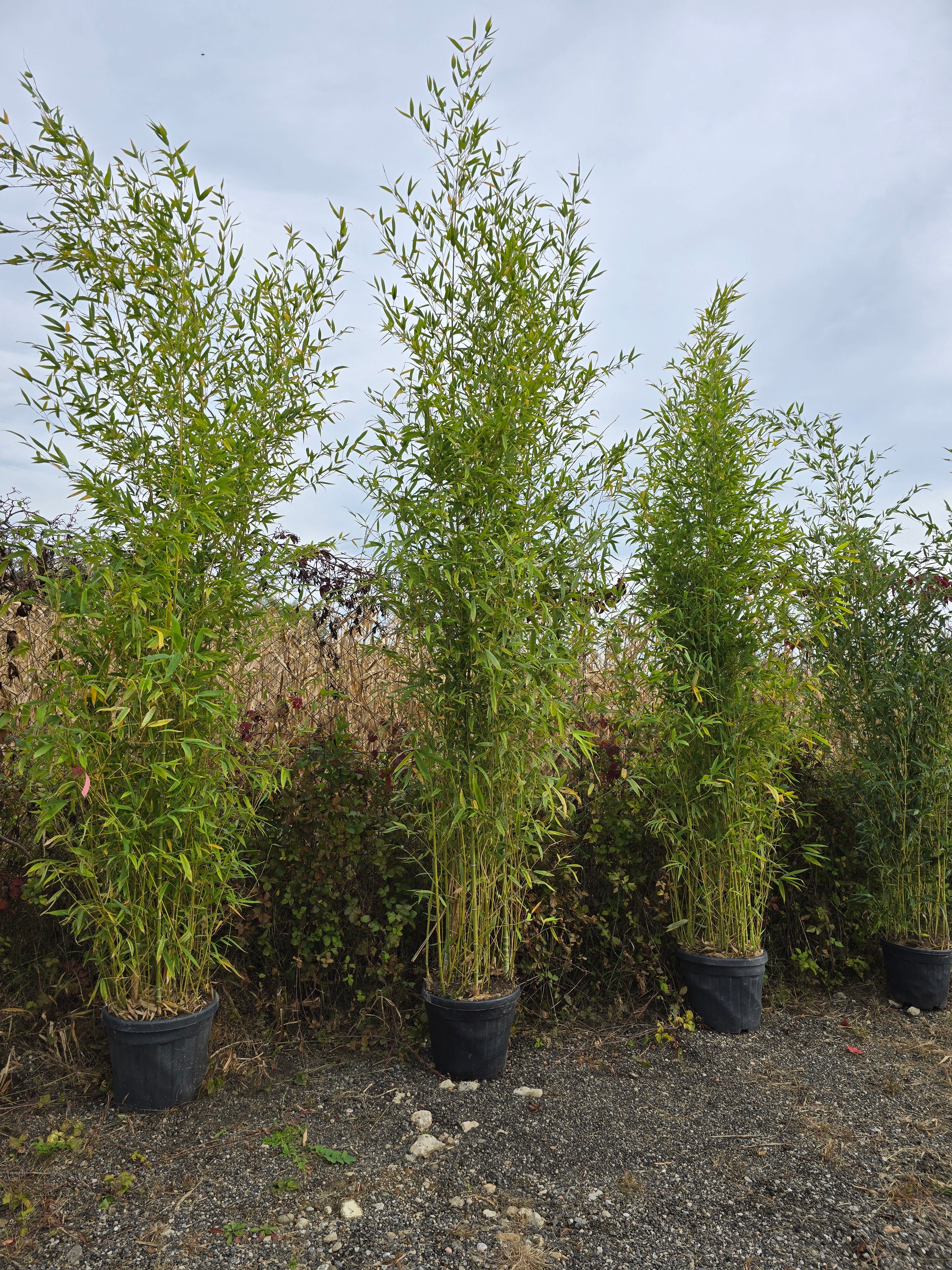 Bambusa Phyllostachys Aurea