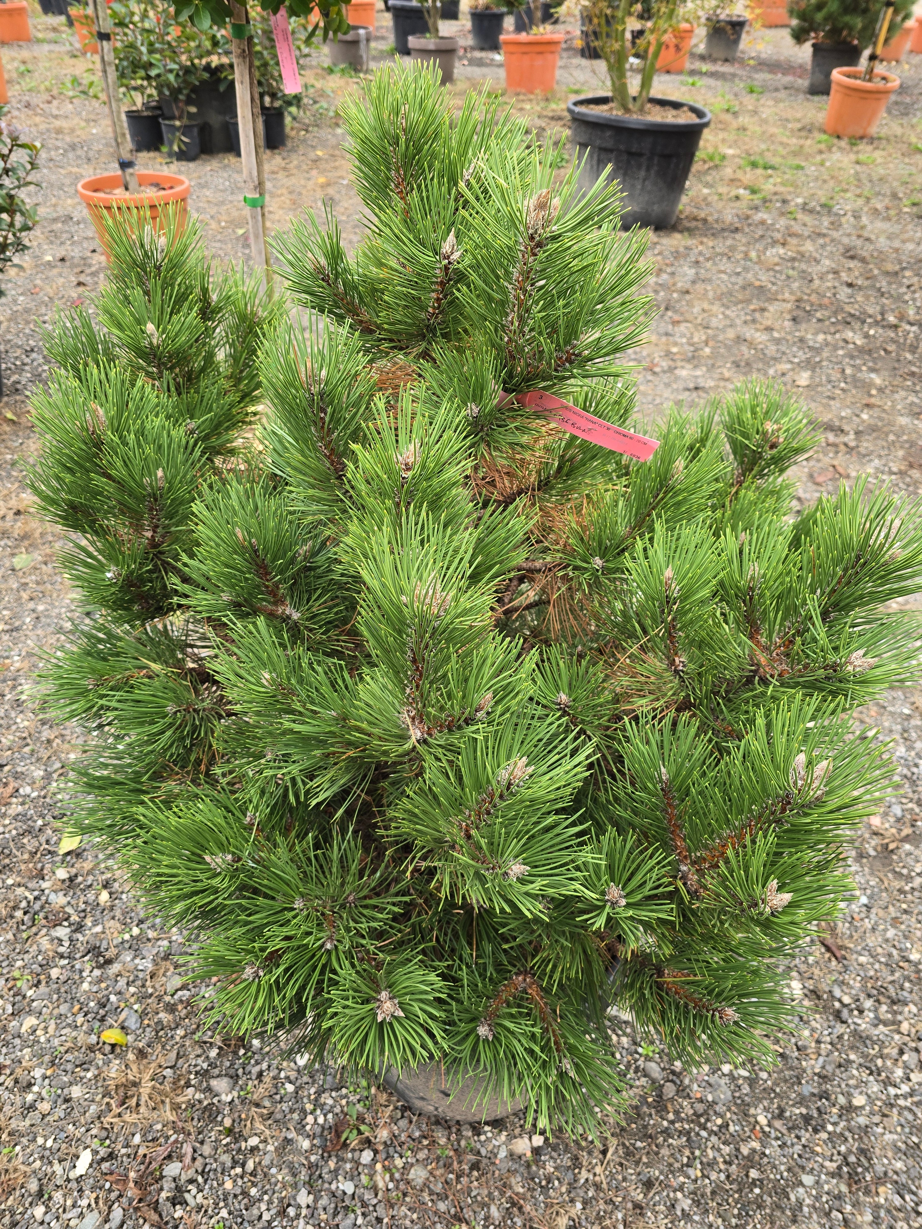 Pinus Mugo ‘Winter Gold’