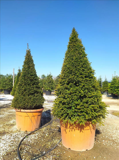 Taxus Baccata