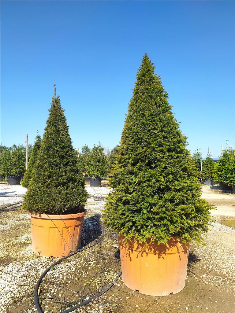 Taxus Baccata