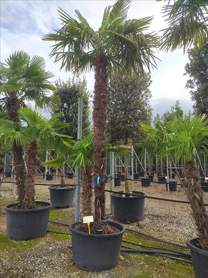 Trachycarpus fortunei humilis