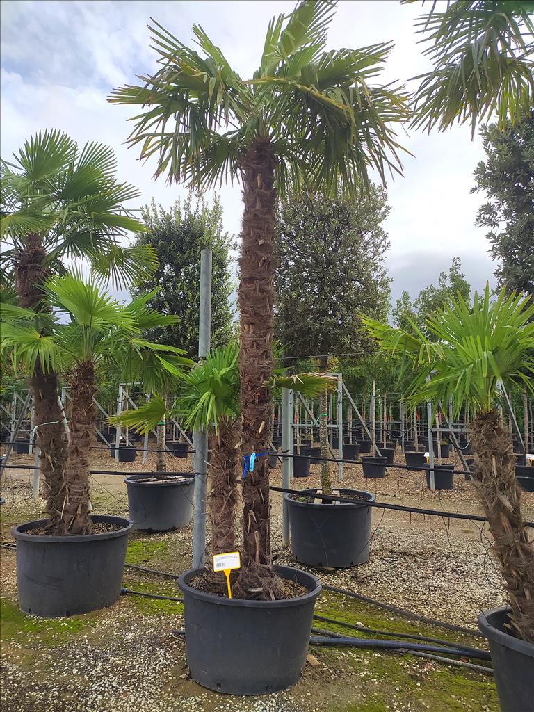 Trachycarpus fortunei humilis