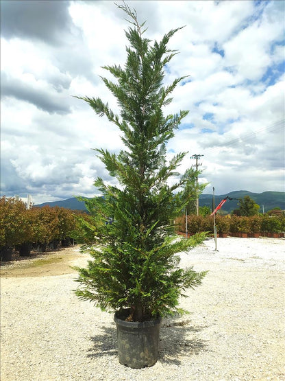 Cuprocyparis Leylandii