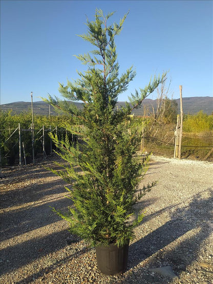 Cuprocyparis Leylandii ‘Castlewellan Gold’