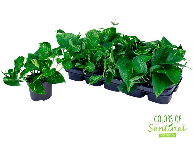 Efeutute - Epipremnum aureum