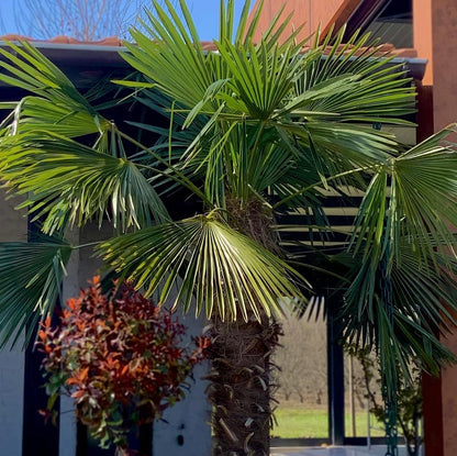 Trachycarpus fortunei humilis