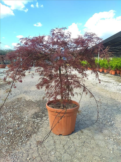 Acer Palmatum Dissectum Inabashidare