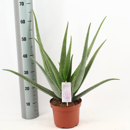 Echte Aloe - Aloe Vera