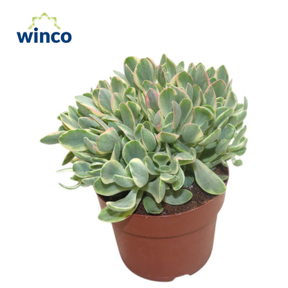 Geldbaum - Crassula Rusby Variagata