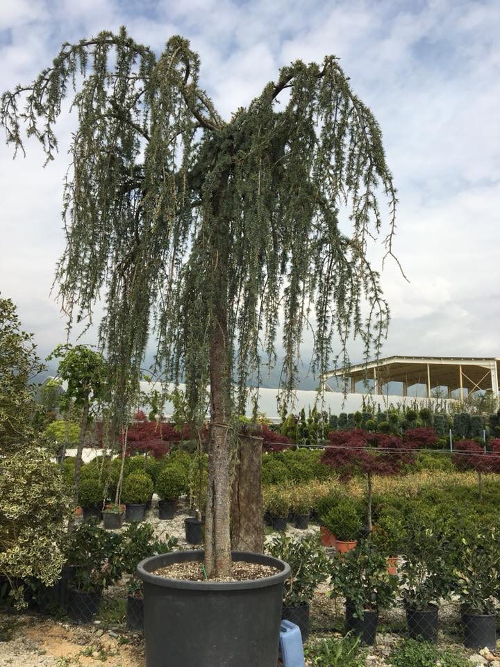 Cedrus Atlantica Glauca Pendula