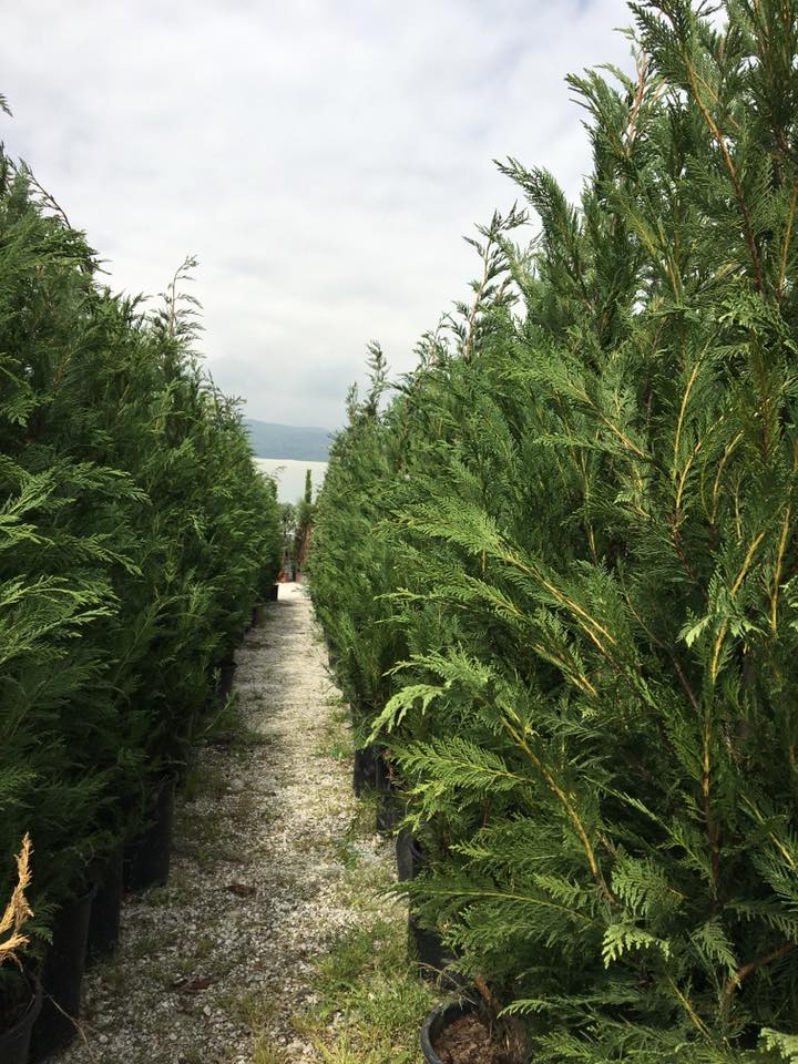 Cuprocyparis Leylandii