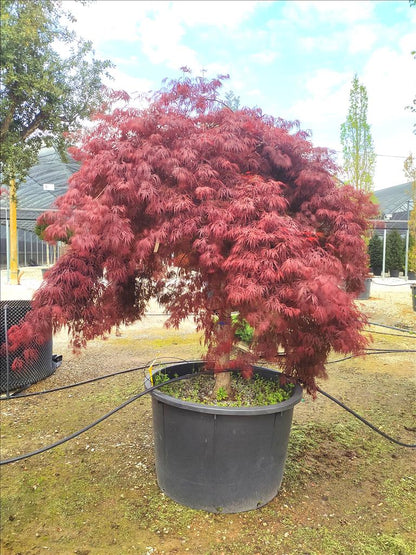 Acer Palmatum Dissectum Inabashidare