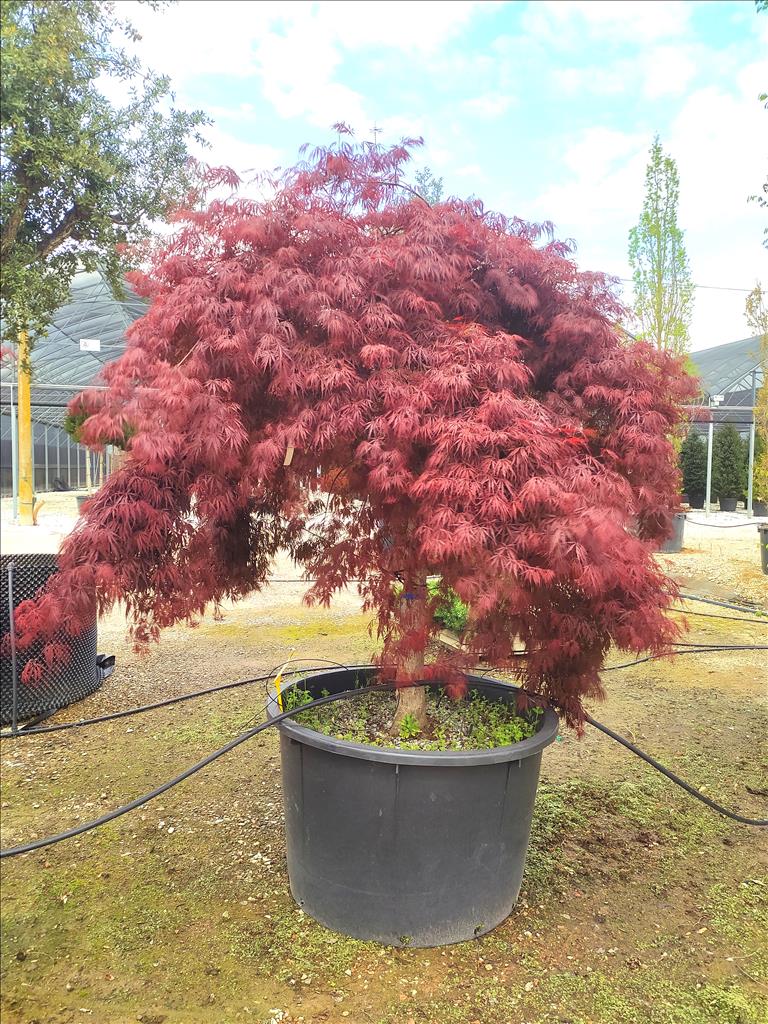 Acer Palmatum Dissectum Inabashidare