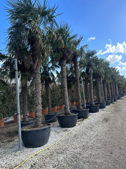 Trachycarpus fortunei humilis