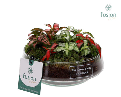 FC-25.0541FDH Green Bottle Iris Fittonia