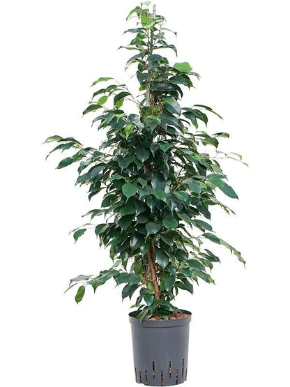 Birkenfeige - Ficus Benjamina Danielle