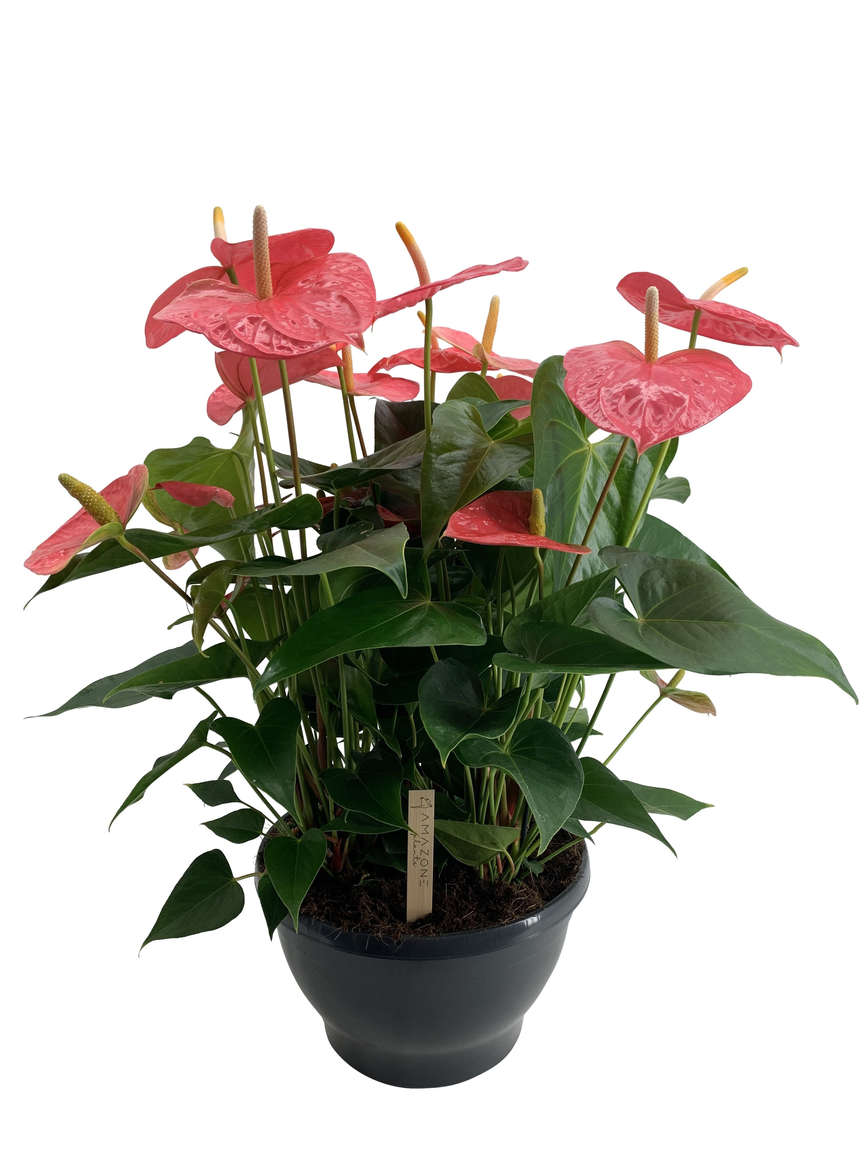 Flamingoblume - Anthurium Colorado