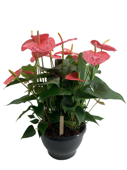 Flamingoblume - Anthurium Colorado