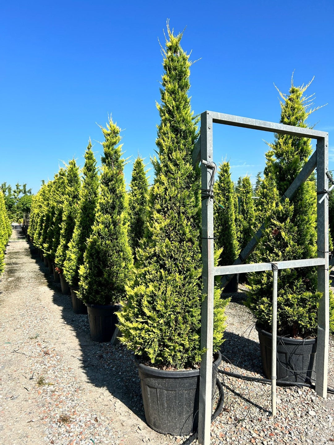 Cuprocyparis Leylandii Gold Rider