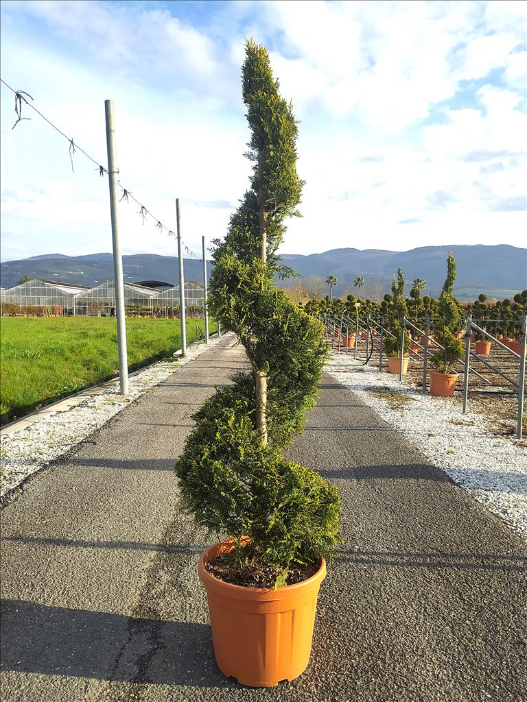 Cuprocyparis Leylandii ‘Castlewellan Gold’