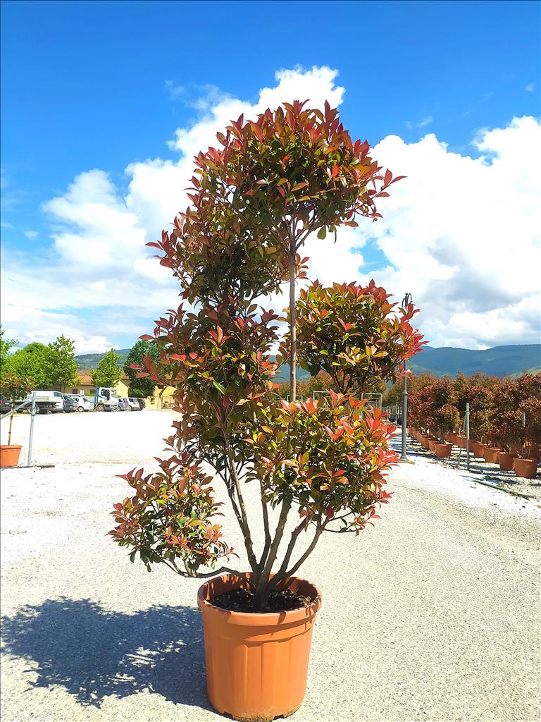 Photinia X Fraseri ‘Red Robin’