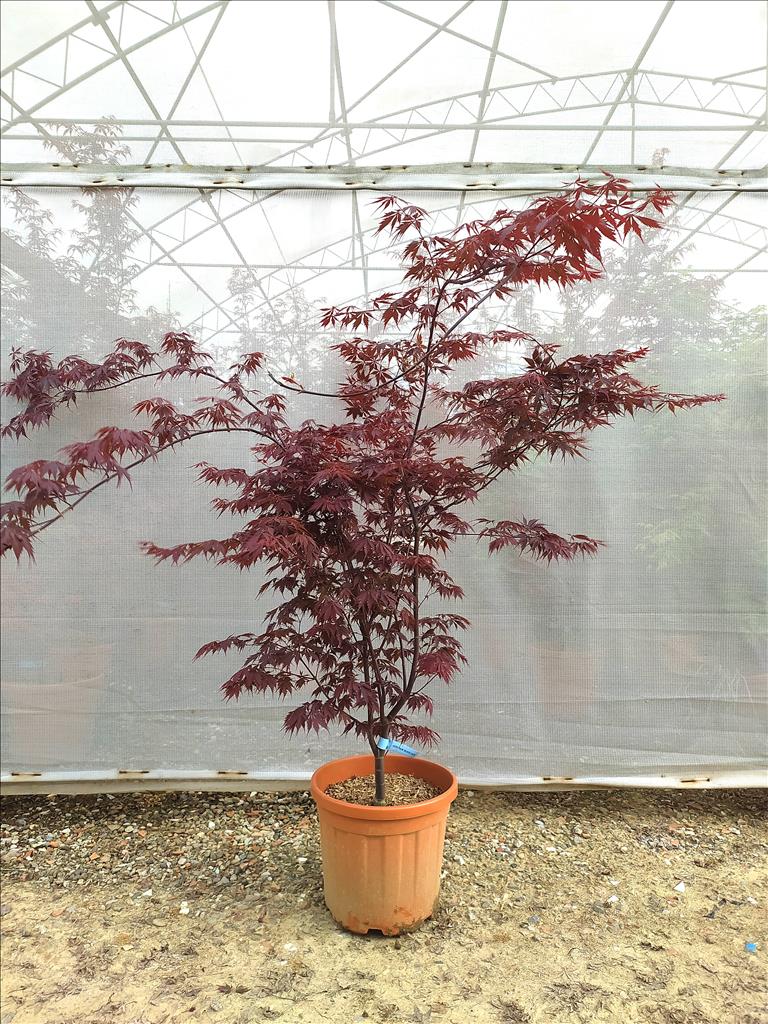 Acer Palmatum Blood Good