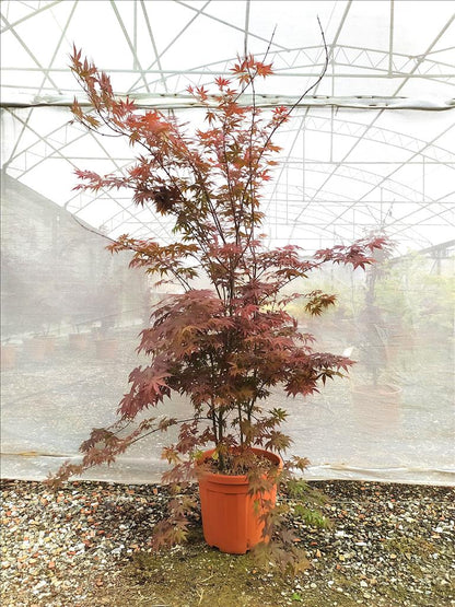 Acer Palmatum Blood Good