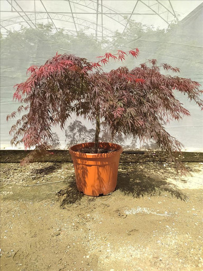 Acer Palmatum Dissectum Inabashidare