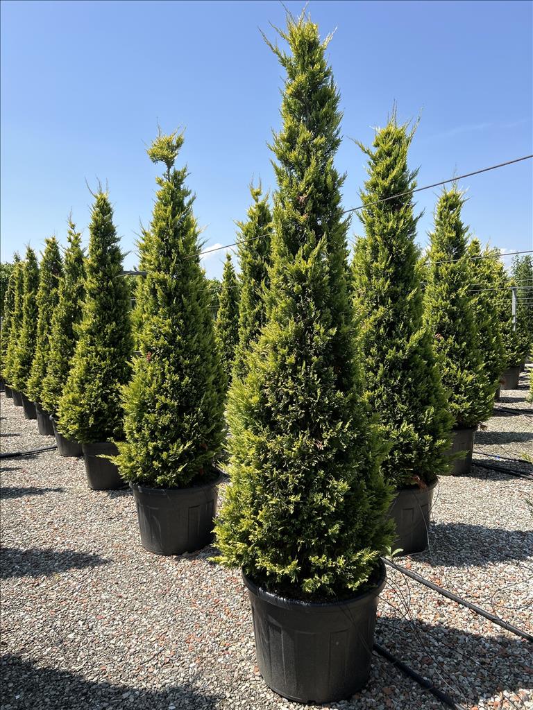 Cuprocyparis Leylandii Gold Rider