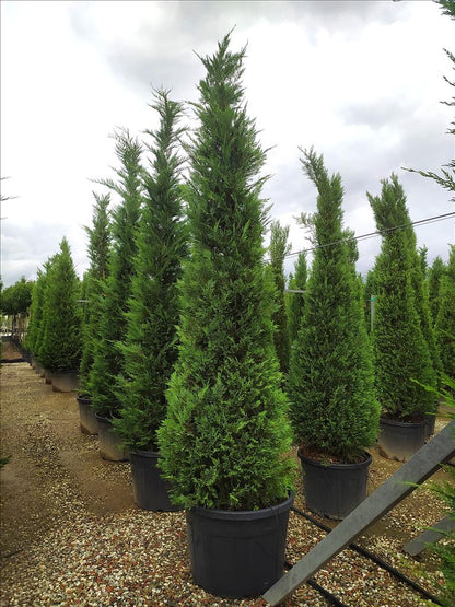 Cuprocyparis Leylandii