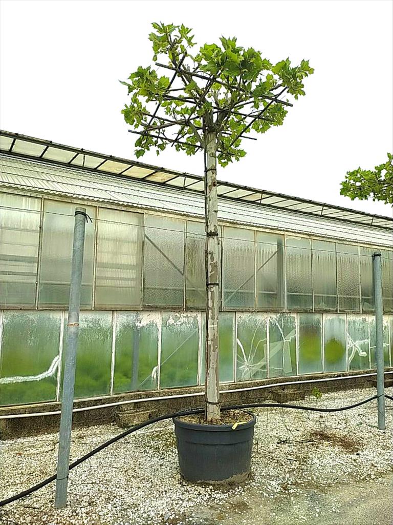 Platanus Orientalis  X Acerifolia