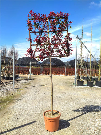 Photinia X Fraseri ‘Red Robin’