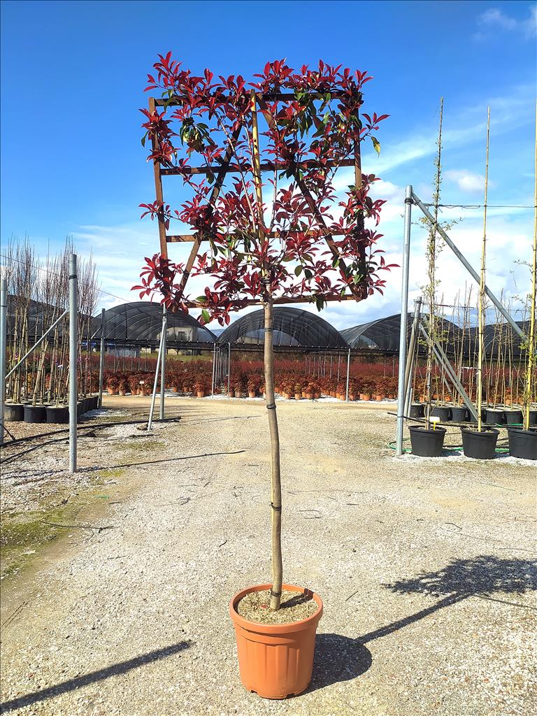 Photinia X Fraseri ‘Red Robin’