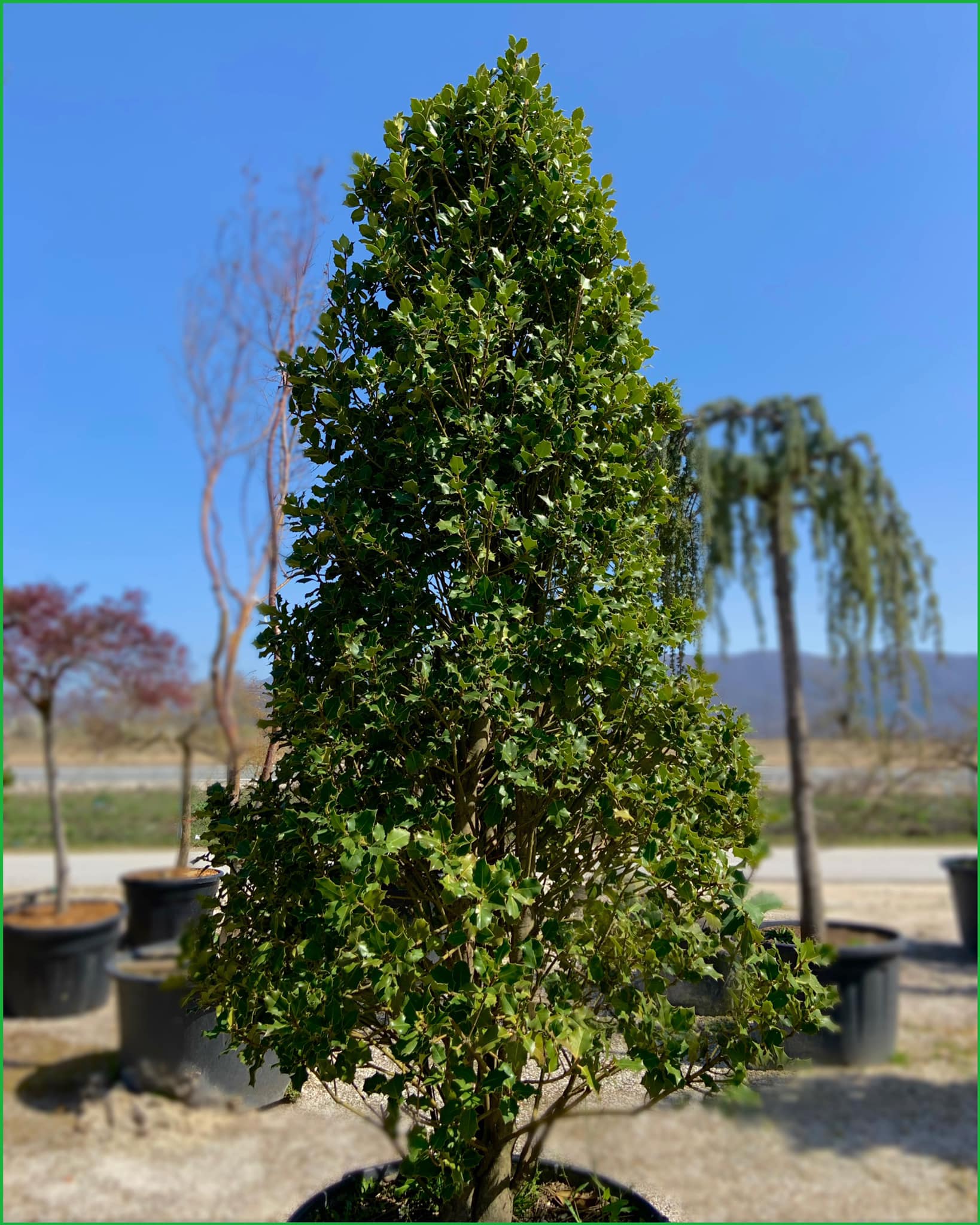 Ilex Mutchagara ‘Nellie R. Stevens’