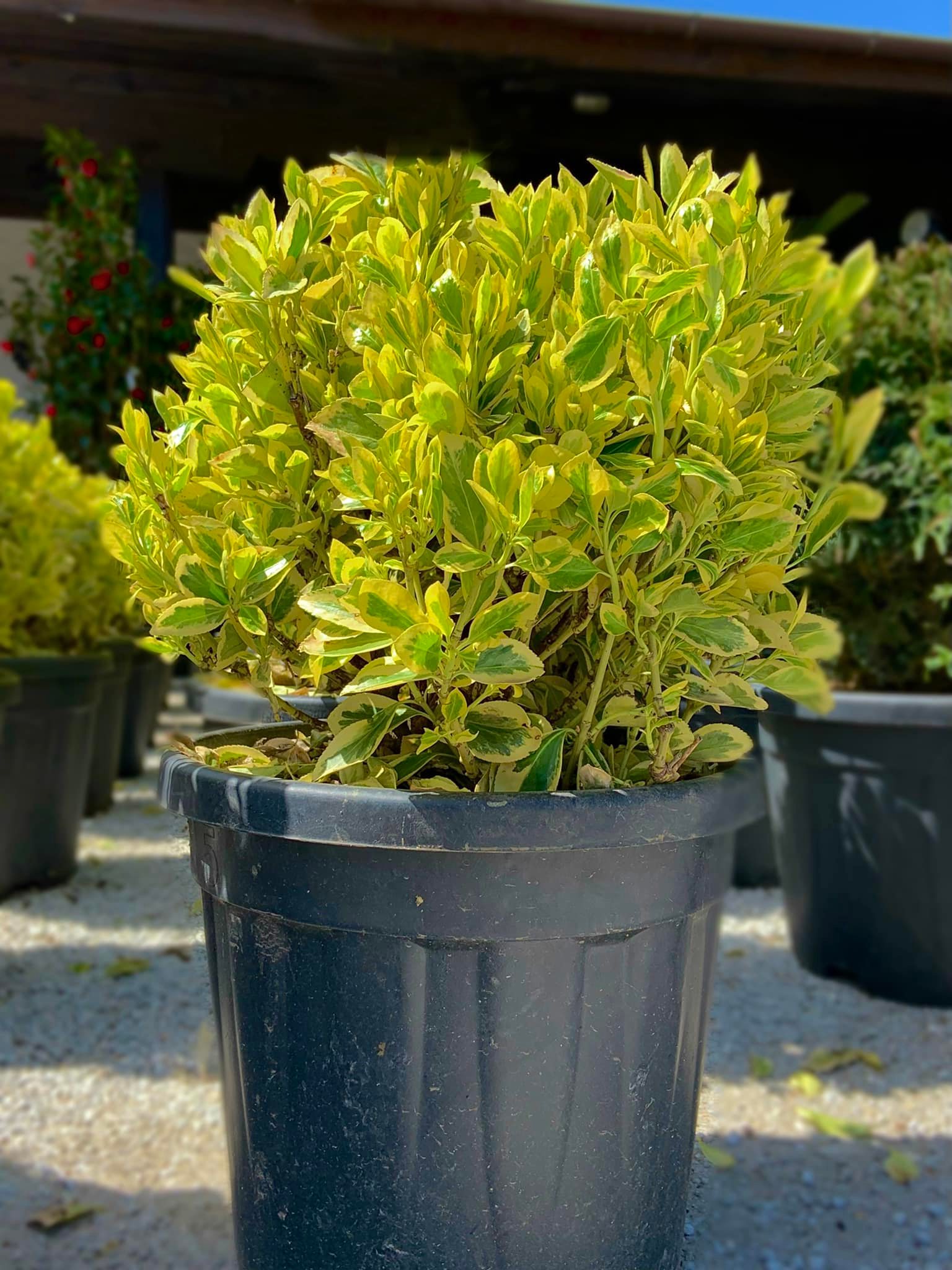 Euonymus Japonicus ‘Elegantissimus Aureus’