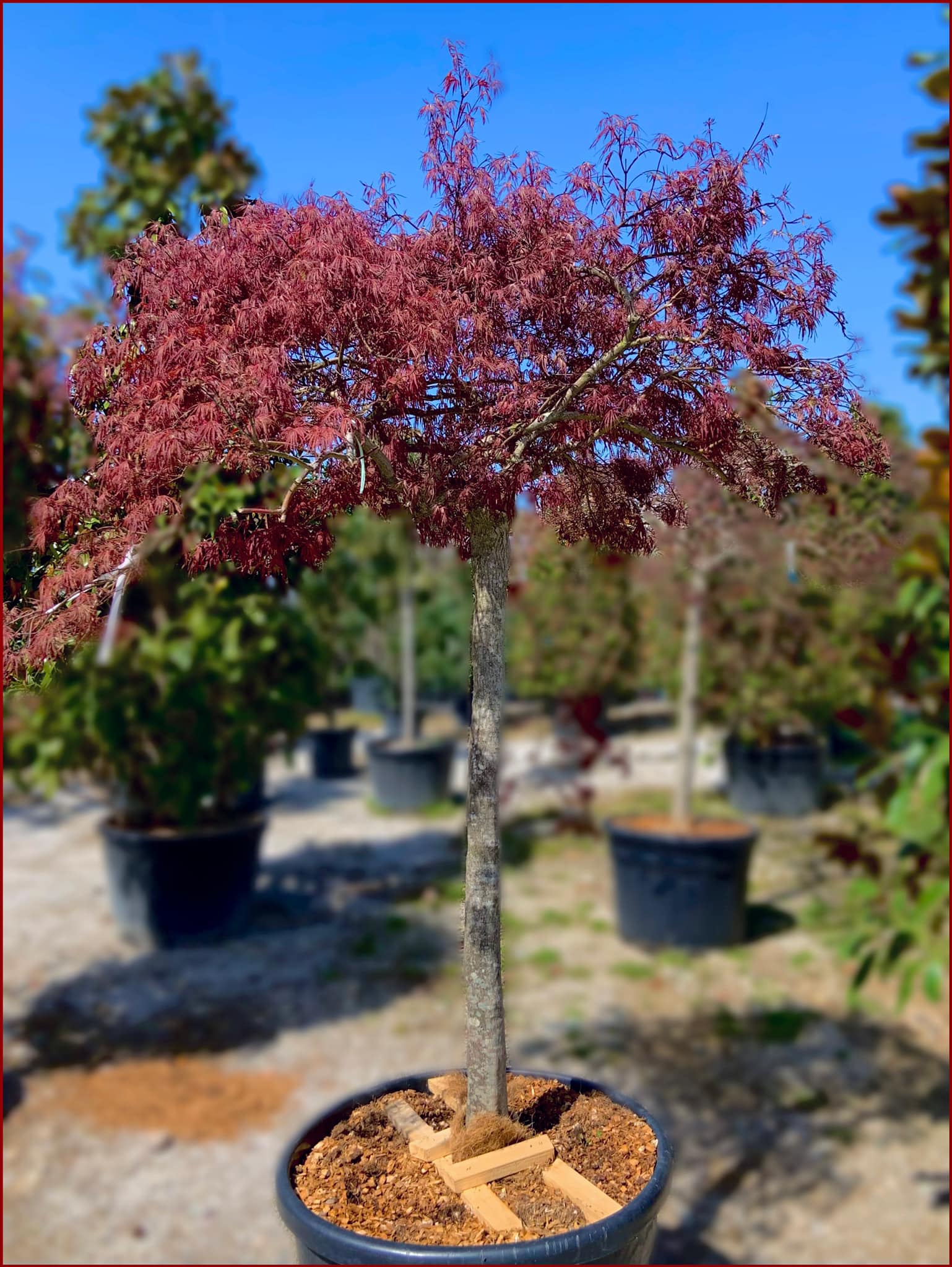 Acer Palmatum Dissectum Inabashidare