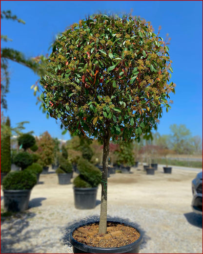 Photinia X Fraseri ‘Red Robin’