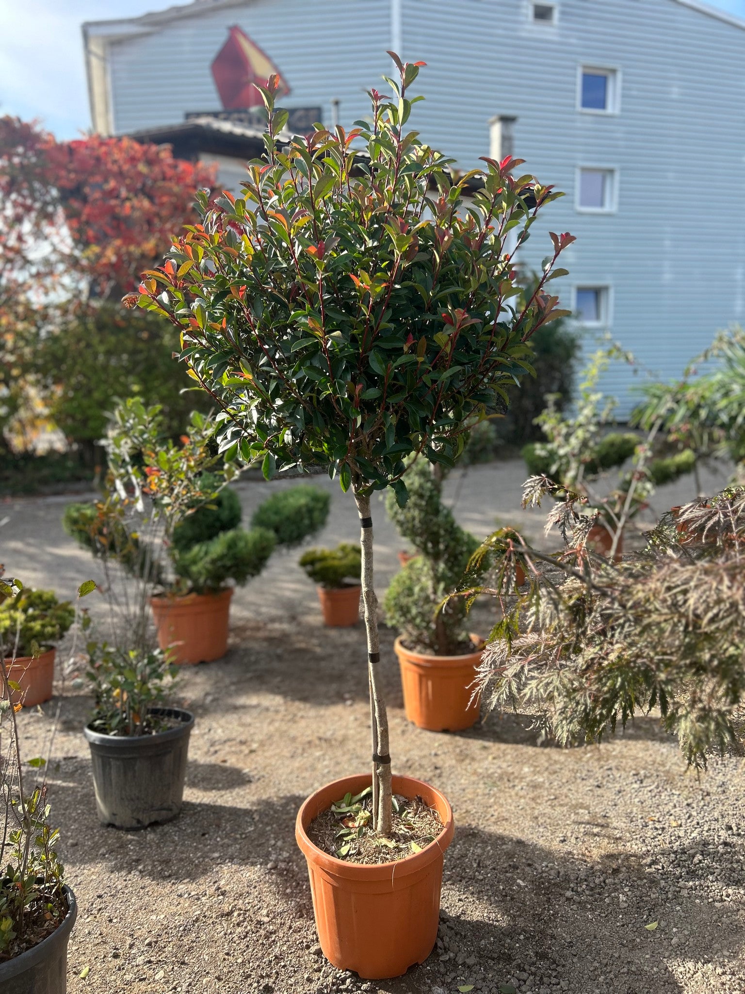 Photinia X Fraseri ‘Red Robin’